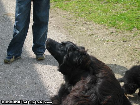 Berner Sennenhund Hunde Foto 11277 Berner Sennenhund mein kleiner berner mix luke mit 9 wochen.