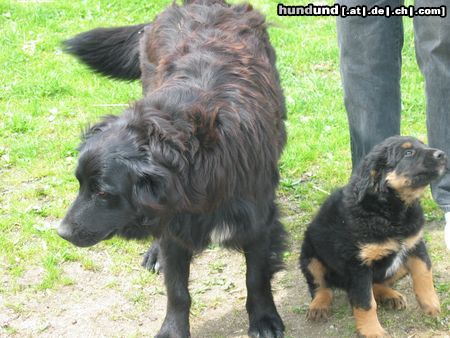 Berner Sennenhund Hunde Foto 11278 Berner Sennenhund mein kleiner berner mix luke mit 9 wochen.