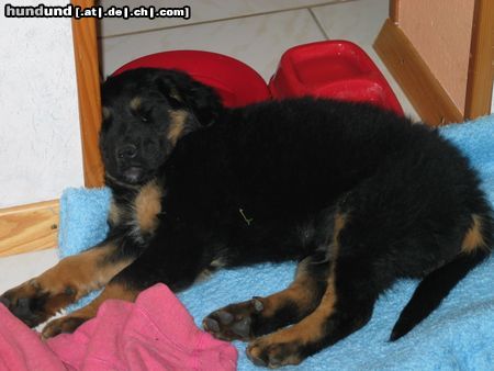Berner Sennenhund Hunde Foto 11280 Berner Sennenhund mein kleiner berner mix luke mit 9 wochen.
