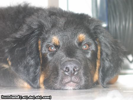 Berner Sennenhund Hunde Foto 12621 Berner Sennenhund mein kleiner luke