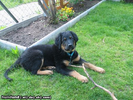 Berner Sennenhund Hunde Foto 12623 Berner Sennenhund mein kleiner luke