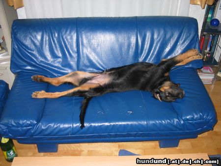 Berner Sennenhund Hunde Foto 14175 Berner Sennenhund mein kleiner mit 5 monaten