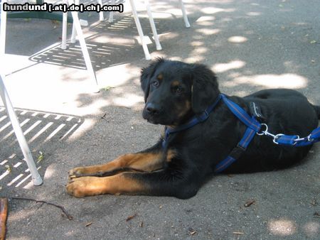 Berner Sennenhund Hunde Foto 14176 Berner Sennenhund mein kleiner mit 5 monaten