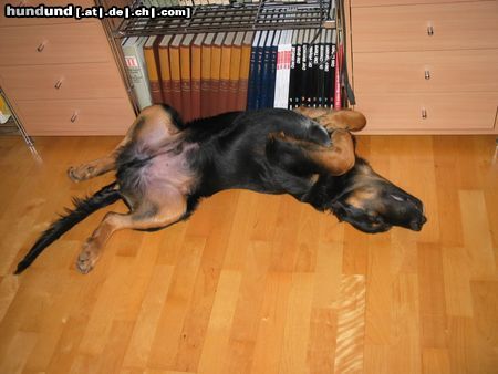 Berner Sennenhund Hunde Foto 14177 Berner Sennenhund mein kleiner mit 5 monaten