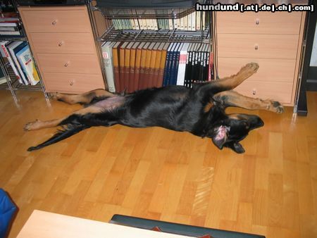 Berner Sennenhund Hunde Foto 14178 Berner Sennenhund mein kleiner mit 5 monaten