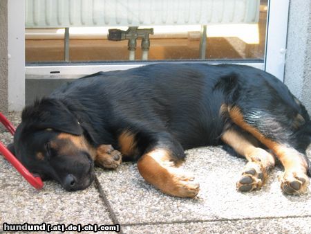 Berner Sennenhund Hunde Foto 14180 Berner Sennenhund mein kleiner mit 5 monaten