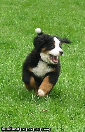 Berner Sennenhund Hunde Foto 10944 Berner Sennenhund Bianca 3