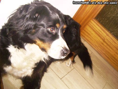Berner Sennenhund Hunde Foto 5541 Berner Sennenhund Ist sie nicht süß, unsere Laika?