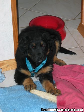 Berner Sennenhund Hunde Foto 11840 Berner Sennenhund mein luke mit 2 1/2 monaten