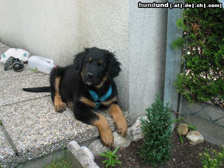 Berner Sennenhund Hunde Foto 12620 Berner Sennenhund mein kleiner luke