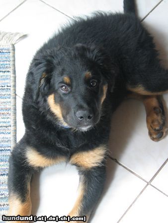 Berner Sennenhund Hunde Foto 12622 Berner Sennenhund mein kleiner luke