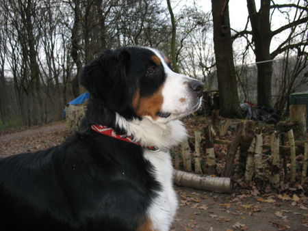 Berner Sennenhund Luna mit 17 Monaten 