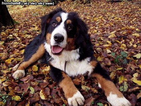 Berner Sennenhund Hunde Foto 17012 in höherer Auflösung ansehen Berner Sennenhund 7 Monate alt