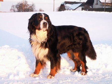 Berner Sennenhund Hunde Foto 27438 in höherer Auflösung ansehen Berner Sennenhund Jury v. Wiesmadern