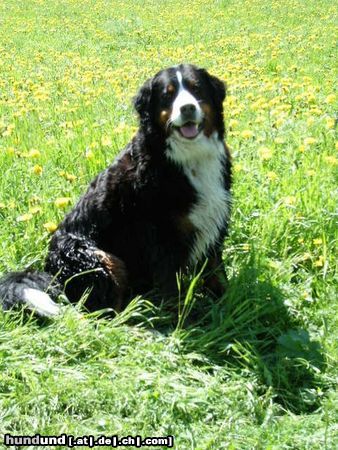 Berner Sennenhund Hunde Foto 23187 in höherer Auflösung ansehen Berner Sennenhund Gabi in der Blumenwiese