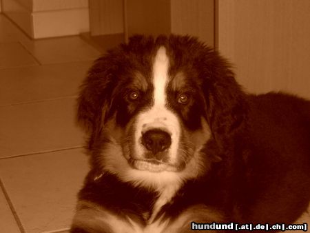 Berner Sennenhund Hunde Foto 24640 Berner Sennenhund Kayo 12 Wochen alt