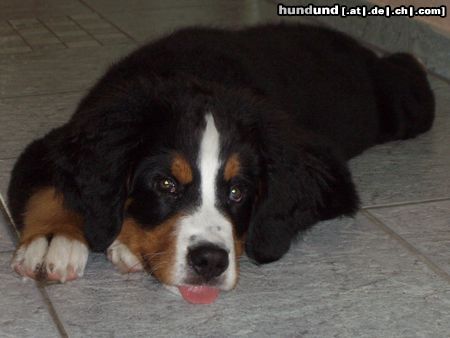 Berner Sennenhund Hunde Foto 24825 Berner Sennenhund