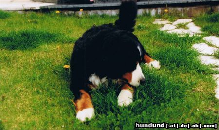 Berner Sennenhund