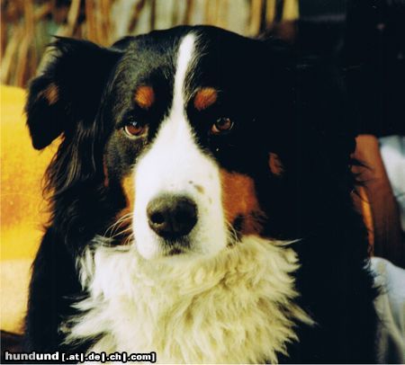 Berner Sennenhund