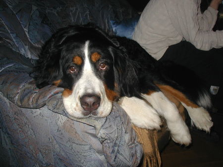 Berner Sennenhund Hunde Foto 33118 Berner Sennenhund Unsere müde Lara