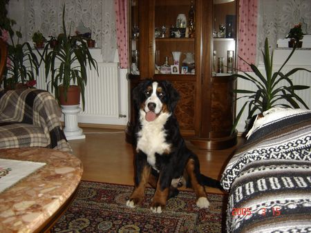 Berner Sennenhund Hunde Foto 26987 Berner Sennenhund