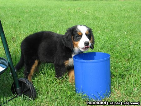 Berner Sennenhund Hunde Foto 17465 Berner Sennenhund Bin erst 3 Monate hab aber Durst wie ein Grosser