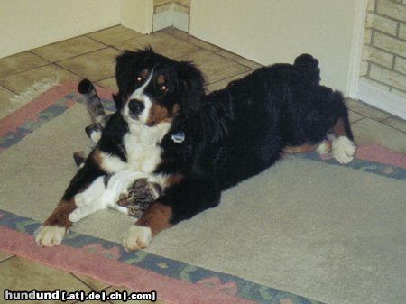Berner Sennenhund Hunde Foto 19699 Berner Sennenhund Luna und Nico