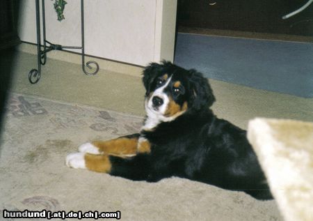 Berner Sennenhund Hunde Foto 18627 in höherer Auflösung ansehen Berner Sennenhund