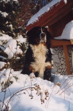 Berner Sennenhund Delphine vom Denkhof