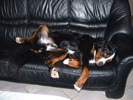 Berner Sennenhund Hunde Foto 29798 Berner Sennenhund unser müder Berner