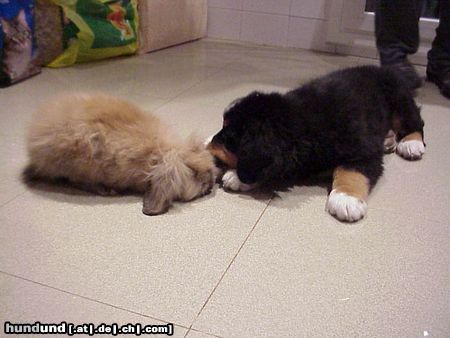 Berner Sennenhund Hunde Foto 8796 Berner Sennenhund Duque 8 Wochen alt mit Freund Fly