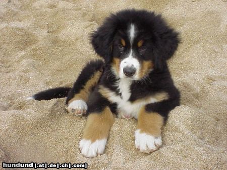 Berner Sennenhund Hunde Foto 8794 Berner Sennenhund Duque 8 Wochen alt - am Strand
