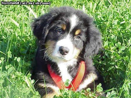 Berner Sennenhund Hunde Foto 8791 Berner Sennenhund Duque 8 Wochen alt