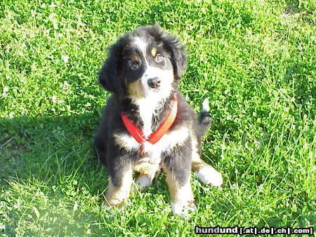 Berner Sennenhund Hunde Foto 8792 Berner Sennenhund Duque 8 Wochen alt