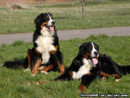 Berner Sennenhund Hunde Foto 10132 Berner Sennenhund Ein Herz und eine Seele