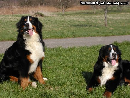 Berner Sennenhund Hunde Foto 17415 Berner Sennenhund