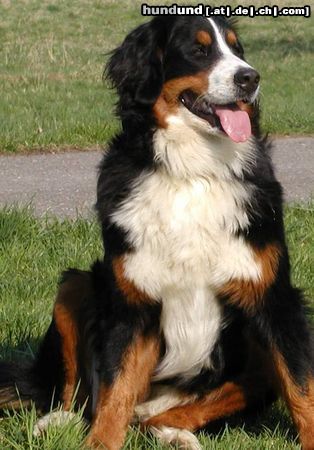 Berner Sennenhund Hunde Foto 17446 Berner Sennenhund Hier können sich alle notorischen Negativ-Bewerter wieder austoben - viel Vergnügen!!