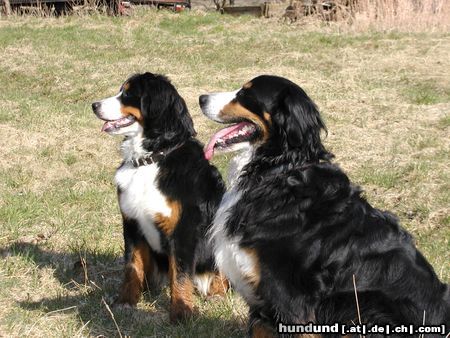 Berner Sennenhund Hunde Foto 2965 Berner Sennenhund MAJA + MAX