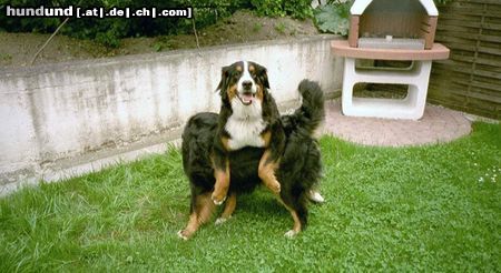 Berner Sennenhund Hunde Foto 4262 Berner Sennenhund (MAJA) ...Auch Mädchen sind mal oben