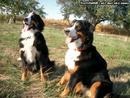 Berner Sennenhund Hunde Foto 5740 Berner Sennenhund Max + Maja / Gute Freunde