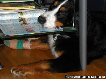 Berner Sennenhund Hunde Foto 7492 Berner Sennenhund (Maja)....