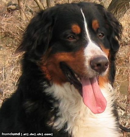 Berner Sennenhund Hunde Foto 4676 Berner Sennenhund Borys Bernitus