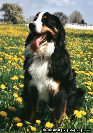 Berner Sennenhund Hunde Foto 4614 Berner Sennenhund Max und seine Wiese
