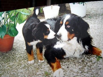 Berner Sennenhund Hunde Foto 29178 Berner Sennenhund Kl Henry,9 Wochen und Joschi 11 Jahre