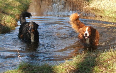 Berner Sennenhund Hunde Foto 37649 Berner Sennenhund Mr.Monk (li.) und Lea