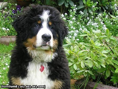 Berner Sennenhund Hunde Foto 16932 Berner Sennenhund Unser Bärchen