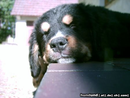 Berner Sennenhund Hunde Foto 13911 Berner Sennenhund Bin so müde vom Welpentreff:-))))