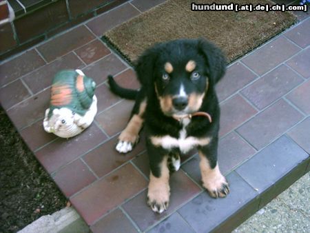 Berner Sennenhund Hunde Foto 13913 Berner Sennenhund Mit der Schnecke habe ich mich schon angefreundet:-)))