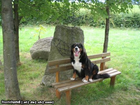 Berner Sennenhund Hunde Foto 14715 Berner Sennenhund Bella ruht sich aus