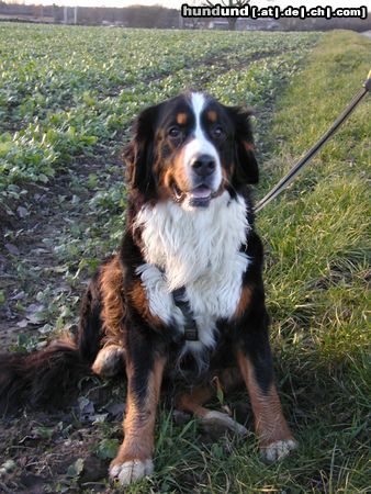 Berner Sennenhund Hunde Foto 17997 in höherer Auflösung ansehen Berner Sennenhund Hallo liebe Hundefreunde, ich heiße ONA